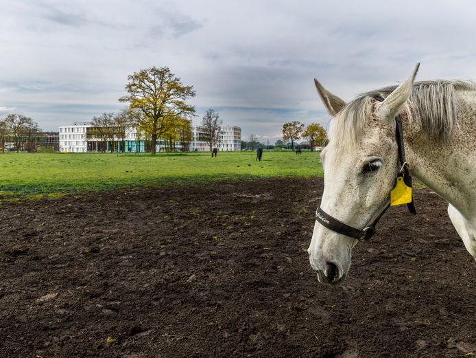 Weekend Van De Waarheid Voor De Hollandse Waterlinie Eindelijk Unesco Werelderfgoed Utrecht Ad Nl