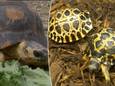 De ernstig bedreigde stralenschildpad brengt zelden nakomelingen voort.