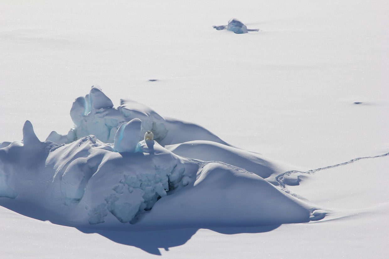 IJsbeer op ijsberg bij de kust van Zuidoost-Groenland. Beeld Kristin Laidre/University of Washington