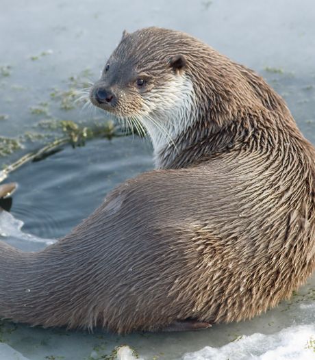 Jonge otters gespot in ‘kraamkamer’ de Nieuwkoopse Plassen