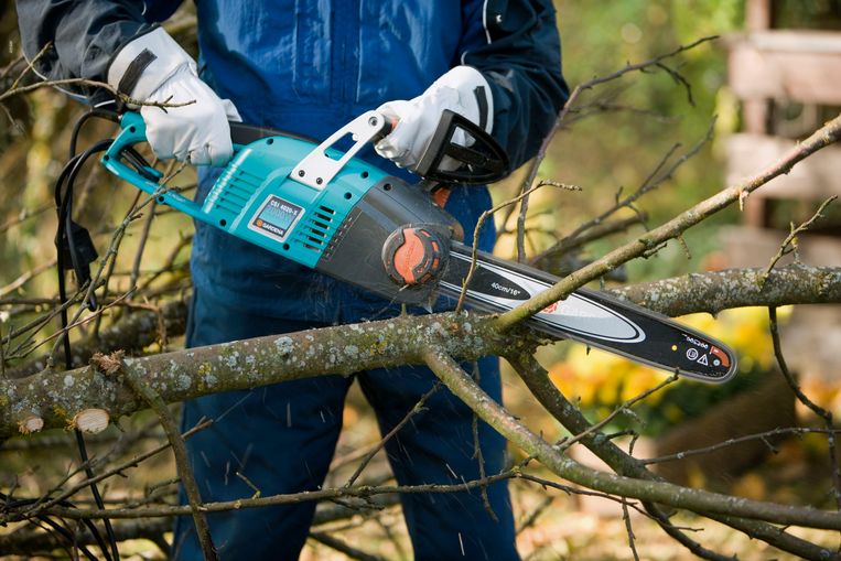  Een gezonde boom waait zelden om, al zijn er soorten die stormbestendiger zijn dan andere. Maar hoe herken je dan een zieke boom en hoe plant je slim? 