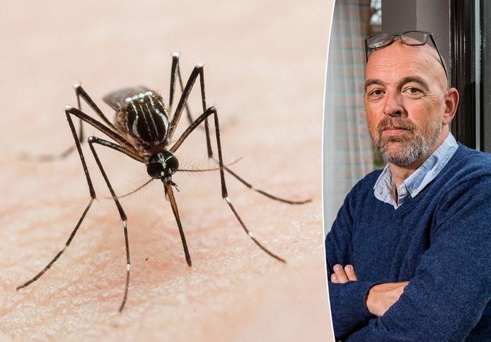 Entomoloog Bart Knols legt uit waarom we meer last zullen hebben van muggen.