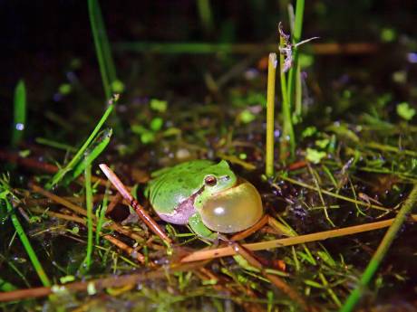 De boomkikker voelt zich thuis op de Brabantse Wal: ‘Graadmeter dat de natuur op goede weg is’