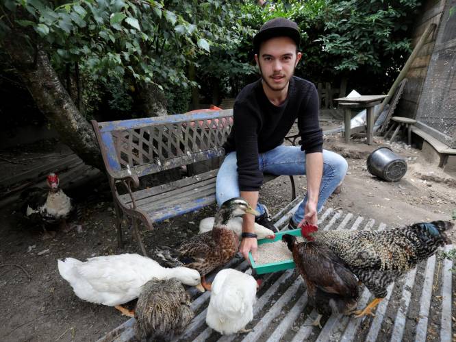 Al honderden kippen gered van slachthuis