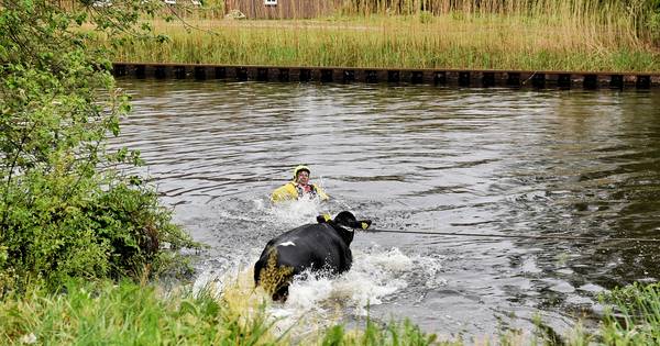 Acht losgebroken koeien zetten gebied tussen Haghorst en Oirschot op stelten - Eindhovens Dagblad