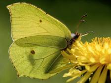 De wekker gaat al af in de natuur door hoge temperaturen, slecht nieuws voor planten en dieren
