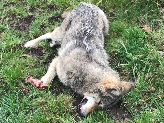 Tweede wolf in Vlaanderen doodgereden in Limburg
