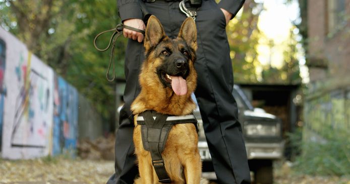 Politiehond, ter illustratie.