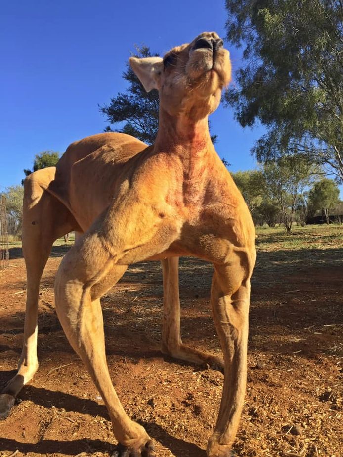 Kangoeroemannetjes kunnen extreem gespierd worden, foto ter illustratie