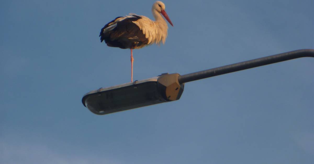 Ooievaar gesignaleerd bij kom van Macharen