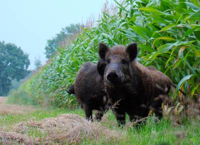 Wild zwijn rukt op in Brabant 'Zelfs afschieten houdt ze niet tegen'