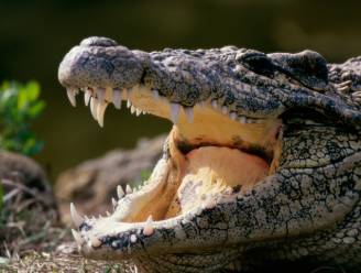 Twee krokodillen bewaken drugsgeld van bende in huis in Amsterdam