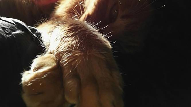 En opnieuw worden sociale media overspoeld met katten