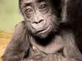 Gorilla Ajabu, het jong van Bokito, kruipt steeds vaker uit zijn schulp en blijkt ‘fotomodel’