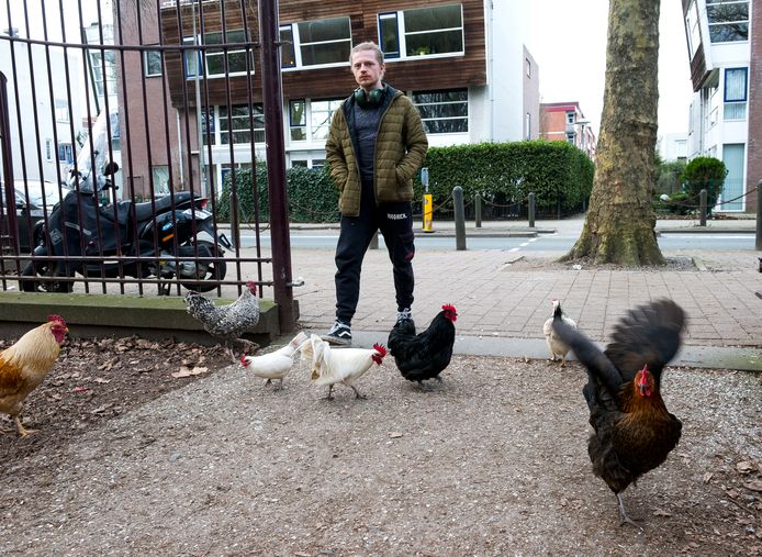 Omwonenden van het Julianapark zijn opgelucht nu de overlastgevende kippen naar Drenthe verhuizen.