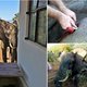 Olifant strompelt naar safari lodge voor hulp nadat hij werd neergeschoten door stropers (en hij haalt het)