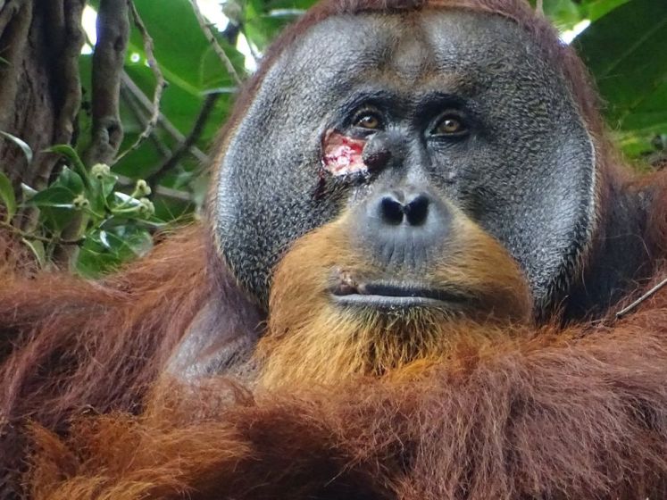 Une première mondiale: un orang-outan observé en train de soigner une plaie ouverte avec une plante médicinale