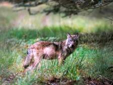 Wolvin op Midden-Veluwe na drie jaar vermoedelijk gespot met mannetje