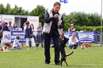 Tweede editie hondenweekend Wouwse Plantage