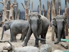Droevige dag in DierenPark Amersfoort: het jong van olifant Indra leeft waarschijnlijk niet meer