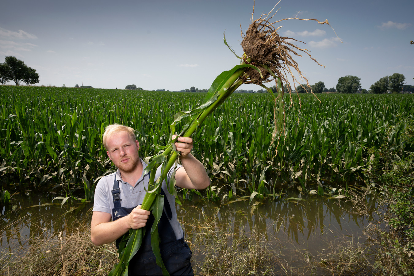 Joris van Zeelst, zoon van Bert van Zeelst, laat de verdronken mais zien op het buitendijkse akker bij Bokhoven.