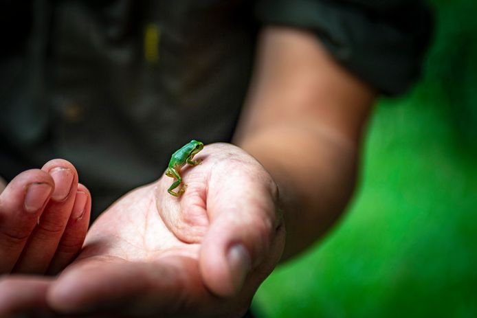 Jonge boomkikker op de hand van een boswachter. Een volwassen boomkikker wordt zo'n 4 centimeter groot.