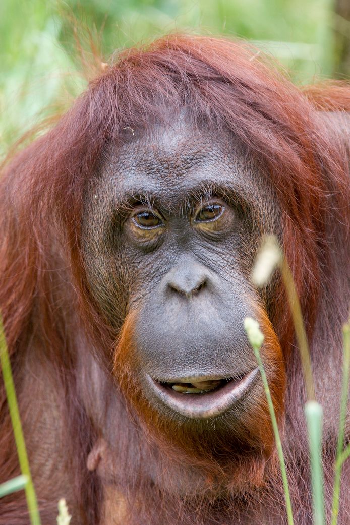 Orang-oetan Binti is zondagmiddag 28 oktober overleden. Binti kreeg op tweejarige leeftijd een herseninfarct.