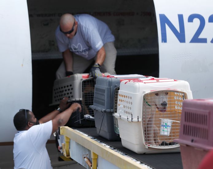Niet alleen mensen, maar ook dieren worden geëvacueerd. Deze huisdieren worden naar Texas gevlogen. (14/09/2020)