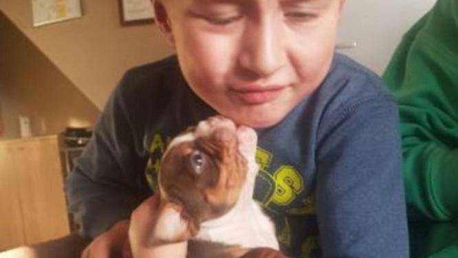 Autistische kinderen ontroostbaar na brute diefstal puppy's