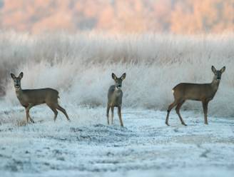 Snoepende reeën in winters ochtendgloren