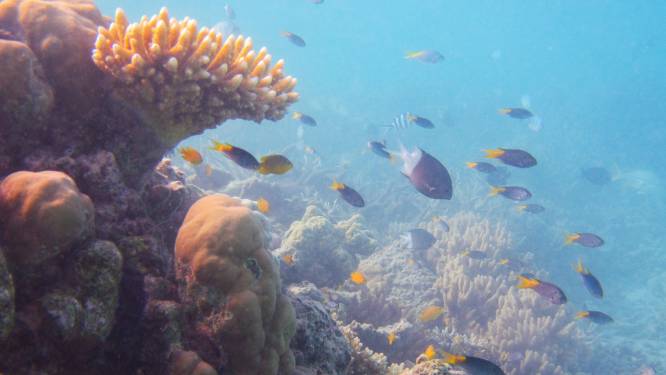Sea Life vangt illegaal gekleurde visjes op