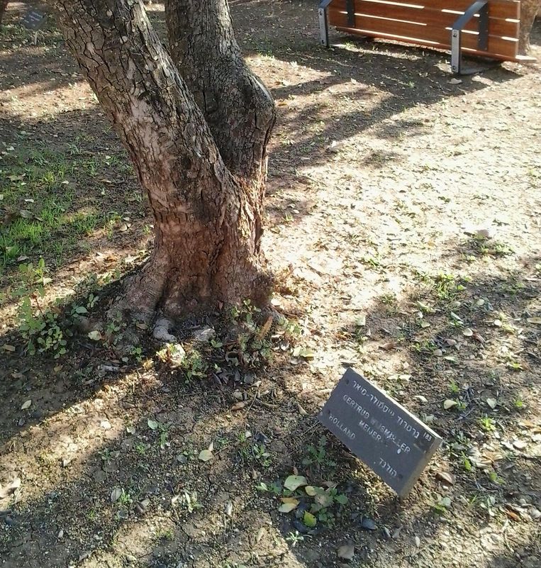 Wijsmuller kreeg voor haar reddingspogingen tijdens de oorlog de Israëlische Yad Vashem-onderscheiding uitgereikt. In het herdenkingscentrum voor Holocaustslachtoffers en -redders in Jeruzalem werd een boom die haar naam draagt geplant. Beeld Ehud Amir, Wikimedia