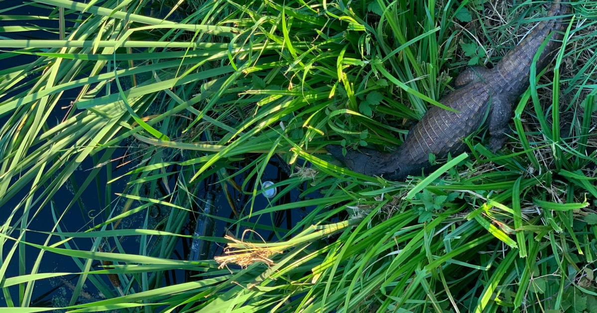 Zwemt er een krokodil in deze plas in Nijmegen? ‘Ik wist niet wat ik zag’