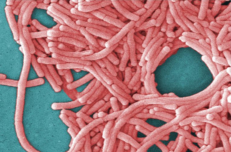 The range of Legionella infections is climbing sharply, partly due to weather improve