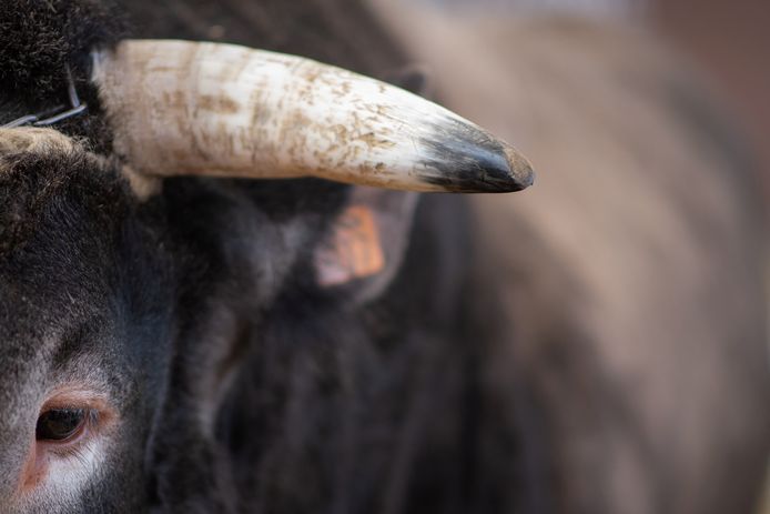 Een stier, foto ter illustratie