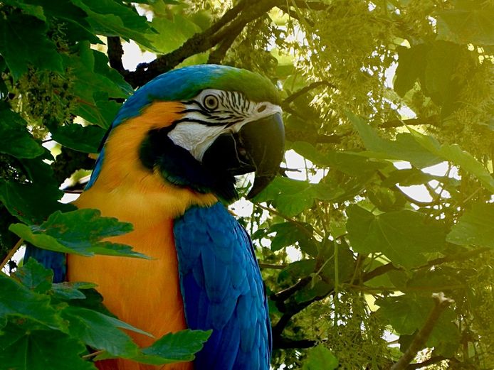De papegaai vloog in een metershoge boom, maar werd na een reddingsactie herenigd met de eigenaars.