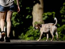Afschaffing hondenbelasting in Beuningen en Wijchen punt van discussie: ‘Het is een achterhaalde belasting’