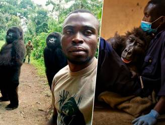 Bekende gorilla uit selfie die de wereld rondging, sterft in armen van verzorger