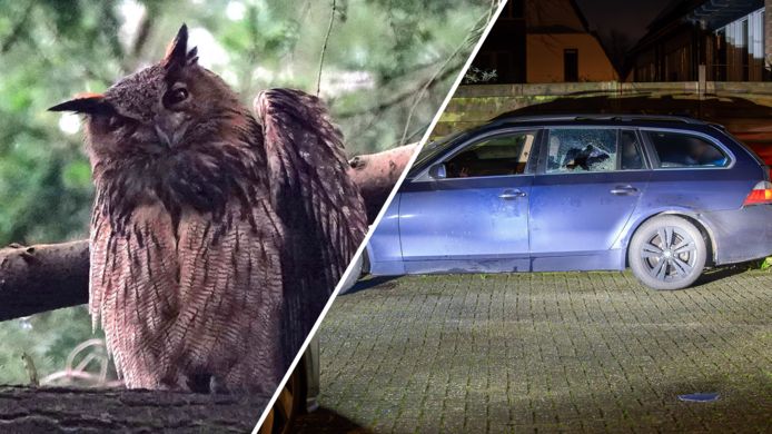 Vogelliefhebbers worden gek op bijzondere vogel in Zwolle • Een simpele politiecontrole verandert in een wilde achtervolging