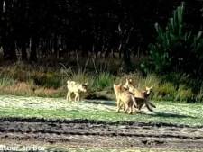 Au moins dix loups vivent dans le Limbourg