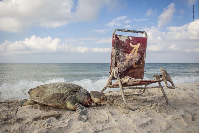 De meest bedreigde. Een zeldzame Kemps-zeeschildpad zit op het strand van Alabama gevangen in een lus van een strandstoel. Wildlife Photographer Of The Year