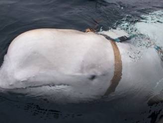 Noorse vissers aangevallen door witte dolfijn met harnas: “Mogelijk getraind door Russische marine”