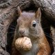 5 dingen die je kunt doen om eekhoorns in je tuin te krijgen