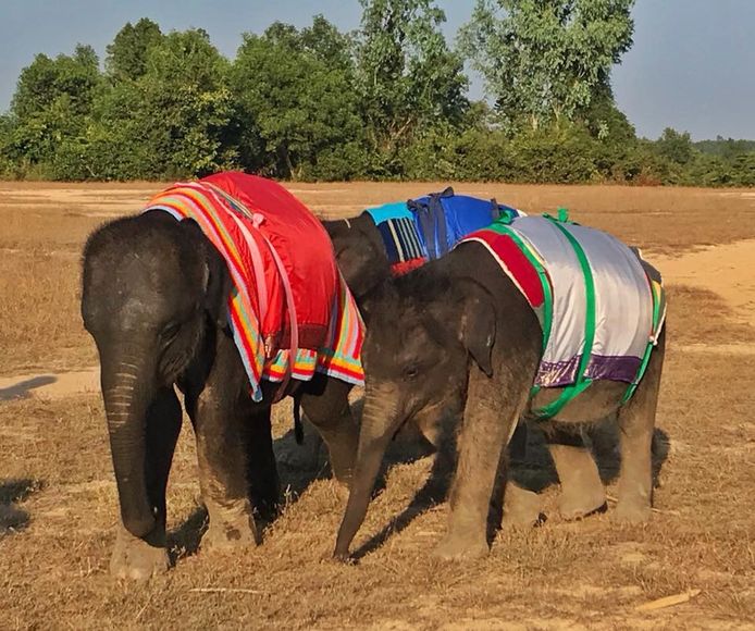 Save Elephant Foundation Myanmar