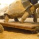 Aldabra reuzenschildpadden gewogen in Artis