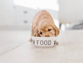 Vegan dieet gezonder voor honden, blijkt uit nieuwe studie
