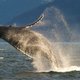 Japan wil volgend jaar walvisjacht hervatten