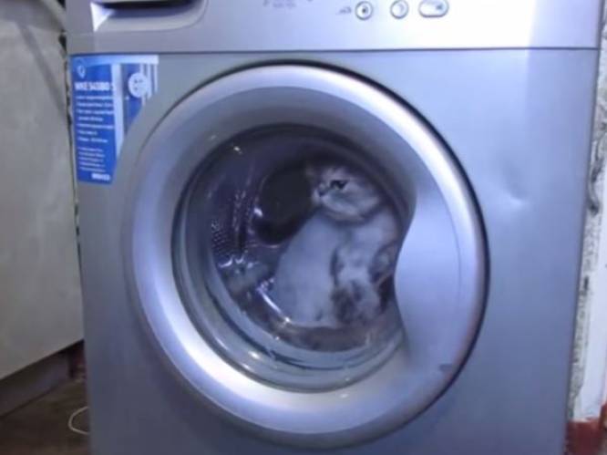 Kat in wasmachine omdat ze niet op kattentoilet wil