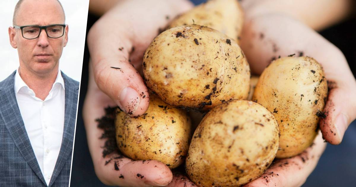 Nieuwe aardappelen zijn duurder dan ooit ‘De prijzen zijn nóg hoger