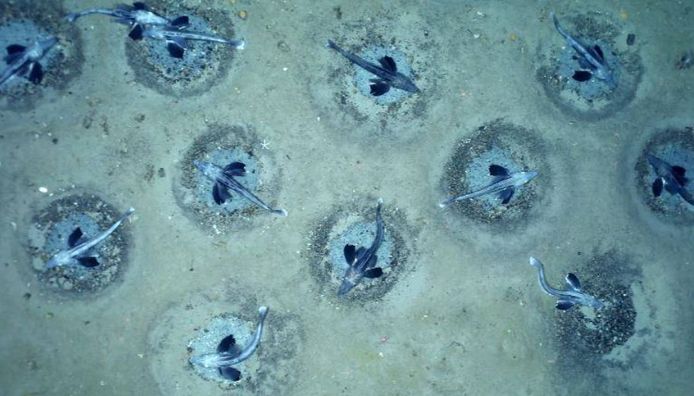 Vijfhonderd meter onder Antarctica vonden wetenschappers zo'n 60 miljoen actieve nesten van ijsvissen.